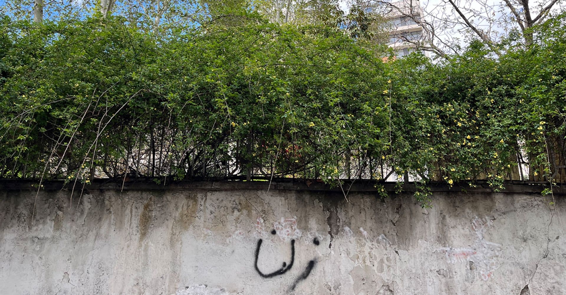 عکس از پیمان یزدانی